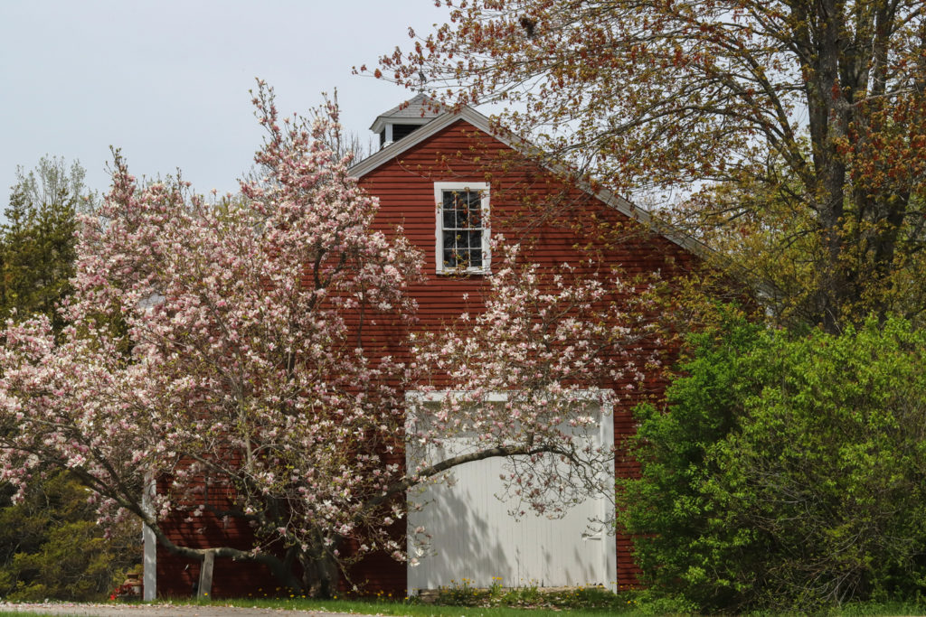 Downtown Yarmouth Barn, Photo by Amy Tolk yarmouth downtown barn