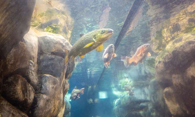 L.L.Bean Fish, Photo Credit Serena Folding L.L.Bean Fish, Photo Credit Serena Folding
