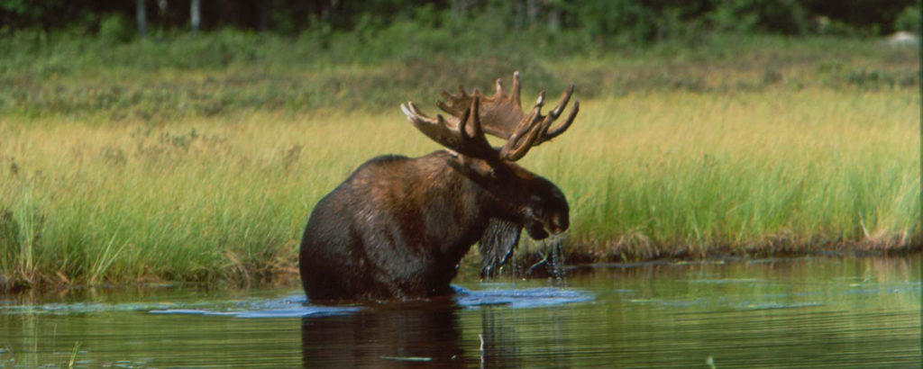 moose in lake with high grass