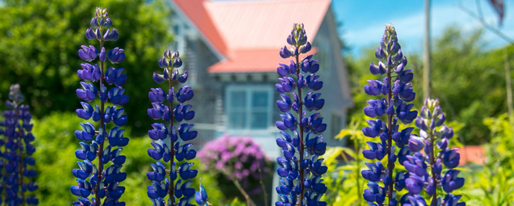 Coastal Purple Flowers, Photo Credit: Corey Templeton Coastal Purple Flowers, Photo Credit: Corey Templeton