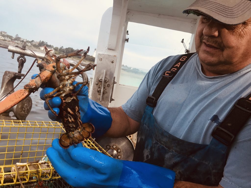 Pete the Lobsterman Holding a Live Lobster, Photo Courtesy of Visit Portland / GLP Films Pete the Lobsterman Holding a Live Lobster, Photo Courtesy of Visit Portland / GLP Films