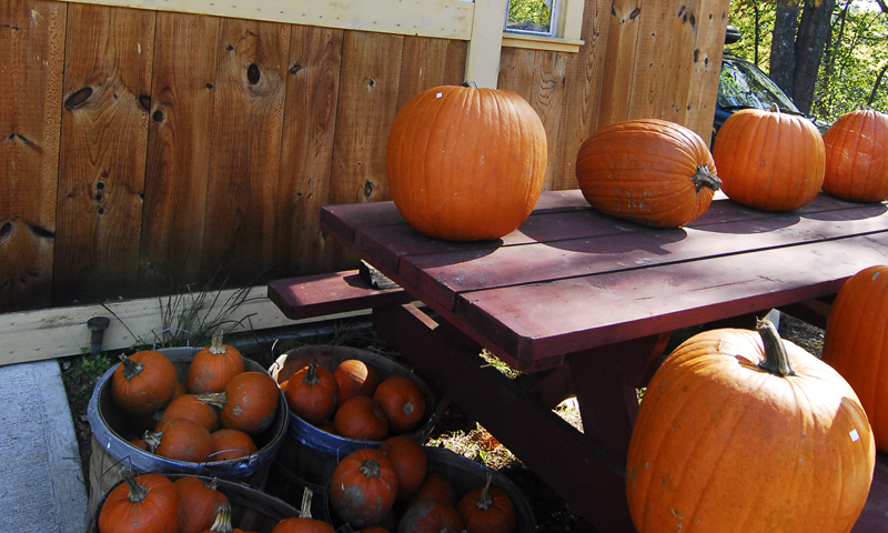 Pumpkin Patch, Photo Credit: Chris Lawrence Pumpkin Patch, Photo Credit: Chris Lawrence