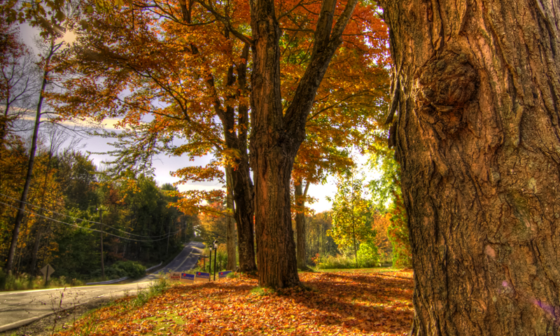 Golden Leaves and Fall Foilage Near Road, Photo Credit: Corey Templeton Golden Leaves and Fall Foilage Near Road, Photo Credit: Corey Templeton