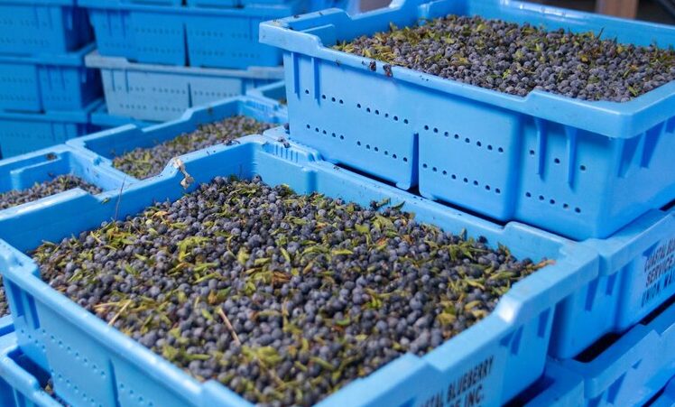Maine Wild Blueberry Weekend. Photo Provided by Sweetgrass Winery & Distillery Maine Wild Blueberry Weekend. Photo Provided by Sweetgrass Winery & Distillery