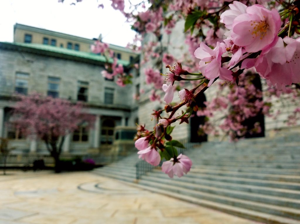 Spring at City Hall, Photo Credits: Emily Marquis Spring at City Hall, Photo Credits: Emily Marquis