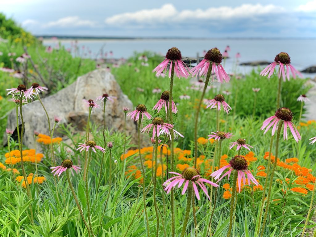 Flowers at Portland Head Light, Photo Credits: Megan Robbins Photography Flowers at Portland Head Light, Photo Credits: Megan Robbins Photography