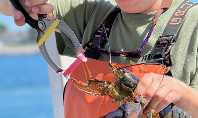 Lauren Banding Lobster. Photo Provided by Rugosa Lobster Tours Lauren Banding Lobster. Photo Provided by Rugosa Lobster Tours