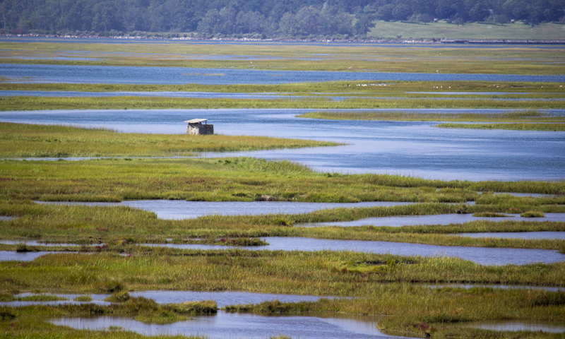 Marshland, Photo Credits: Serena Folding Marshland, Photo Credits: Serena Folding