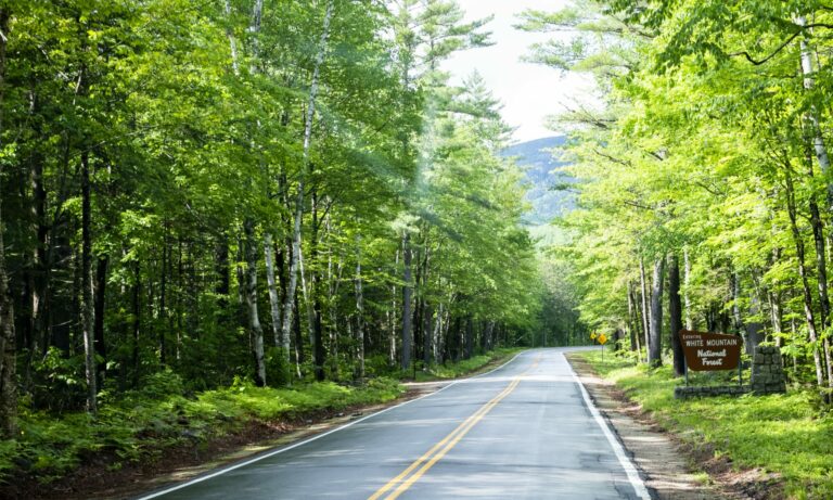 Driving through forest, Photo Credit: Capshore Photography Driving through forest, Photo Credit: Capshore Photography