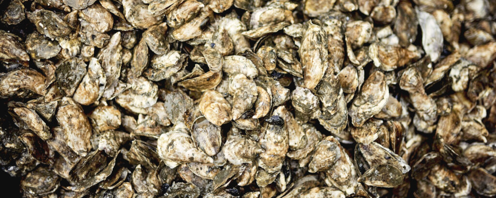 Oyster shell pile; Photo courtesy of Maine Office of Tourism Oyster shell pile; Photo courtesy of Maine Office of Tourism