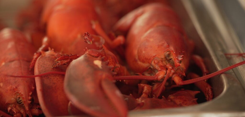 Maine Lobsterbake, Photo Credit: Digital Edge Maine Lobsterbake, Photo Credit: Digital Edge
